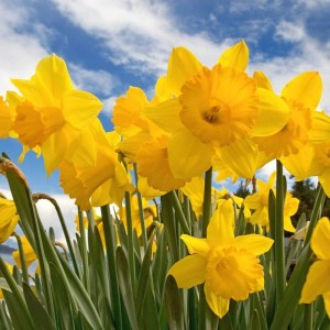 sunny-daffodils23-1000x1000